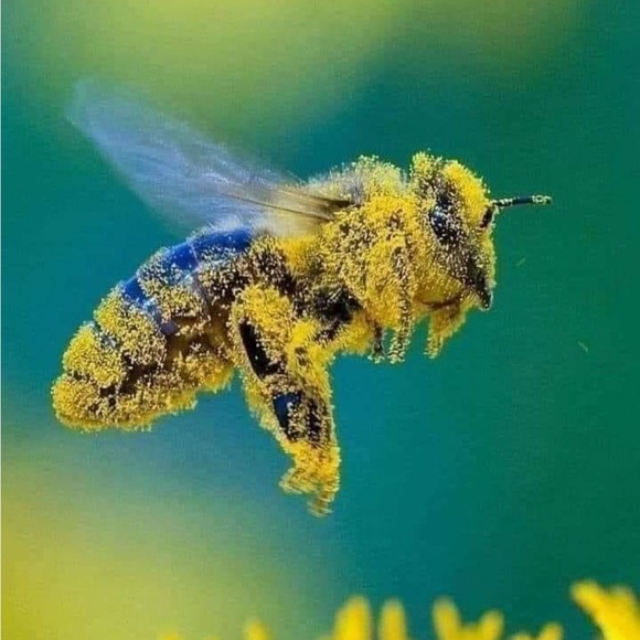 Beauty🦋 - Picture 7 of 15